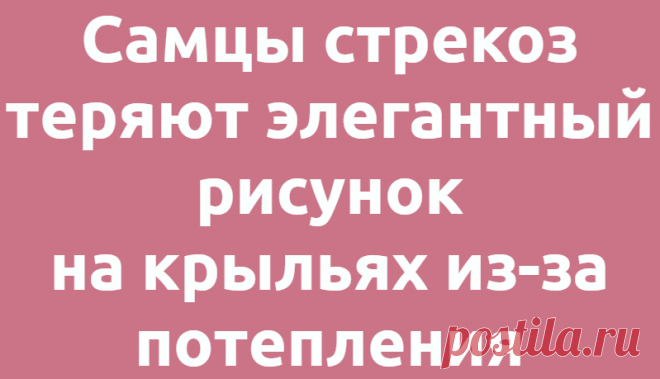 Самцы стрекоз теряют элегантный рисунок на крыльях из-за потепления
  Наука Биология 06.07.2021, 16:52 Самцы стрекоз теряют элегантный рисунок на крыльях из-за...
Читай дальше на сайте. Жми подробнее ➡