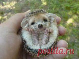 ежонку требуется мамка