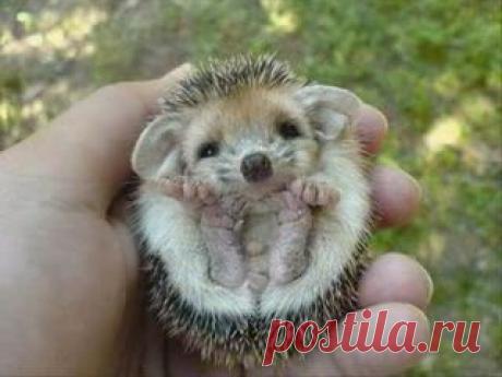 ежонку требуется мамка