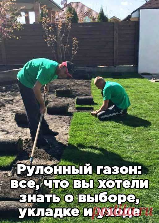Рулонный газон: все, что вы хотели знать о выборе, укладке и уходе