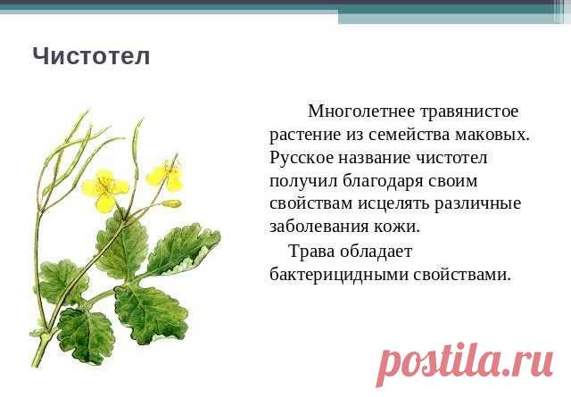 Чистотел полезные свойства и применение
