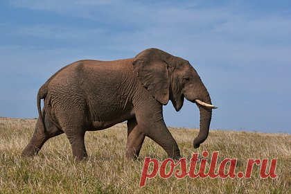 Дикая слониха затоптала старосту деревни. В Таиланде дикая слониха напала на старосту деревни и нанесла ему несовместимые с жизнью травмы. Стадо примерно из десяти диких слонов пришло на плантацию пальм на территории деревни и принялось обдирать деревья. Староста собрал группу добровольцев из четырех деревень, чтобы совместными усилиями прогнать животных.