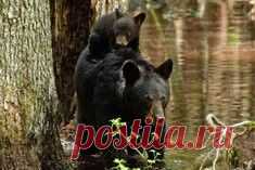 Львица защищает своего львенка / Surfingbird - проводи время с пользой для себя!