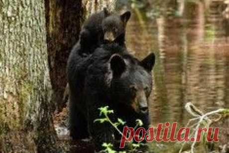 Львица защищает своего львенка / Surfingbird - проводи время с пользой для себя!