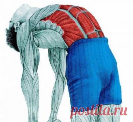 Анатомия стретчинга в картинках Экология жизни.В занятиях спортом очень важно понимать хотя бы базовые принципы работы нашего тела: что можно делать, а что нельзя, какие мышцы во время какого упражнения работают. Сегодня мы хотим предложить вам иллюстрации Вики Тимона...