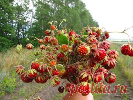 Ехали с озера домой и по дороге насобирали ягодок. Какое чудесное лето!