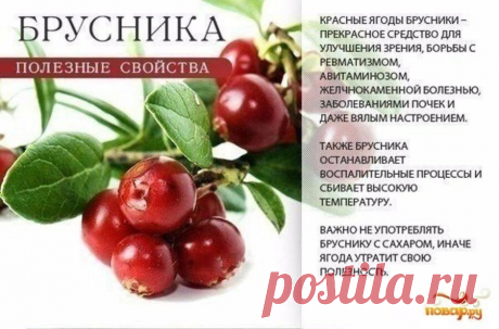 Брусника полезные свойства