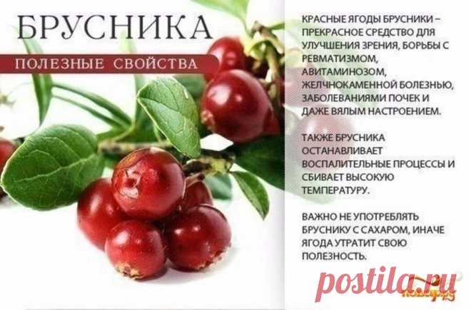 Брусника полезные свойства