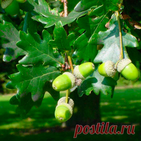 Лекарственное растение Дуб черешчатый (Quercus robur). Дерево высотой свыше 40 м с сильно трещиноватой корой и раскидисты¬ми корявыми ветвями. Листья удлиненные, асимметричные, у основания сердцевидные с ушками, длиной 5-12 см, на очень коротком черешке (у похожего дуба каменного (Q. petraea) листья на черешке длиной 1-3 см, широкояйцевидные, симметричные, и кроме того, у основания клиновидные). Невзрачные зеленоватые мужские цветки собраны в рыхлые висячие сережки; женские цветки - незаметные.