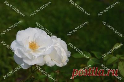 Две белые розы в саду  Цветущие белые розы на фоне зелёной листвы и травы.