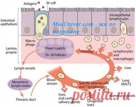 «Российские способы лечения микоза вызывают лишь недоумение. Как такое вообще возможно?» Известный германский миколог поделился с российским телеканалом своими впечатлениями о российской медицине