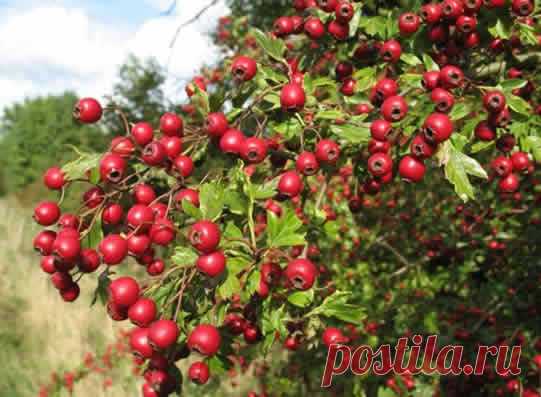 Боярышник в народной медицине Фитотерапия. Лекарственные растения


Установлено, что боярышник, понижая возбудимость центральной нервной системы и сердечной мышцы, способствует сократимости последней, улучшает коронарное и мозгово…