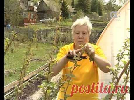Голова садовая. Как вырастить малину