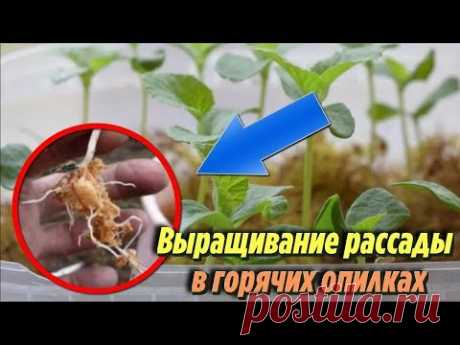 САМЫЕ БЫСТРЫЕ всходы рассады по ЯПОНСКОМУ СПОСОБУ Выращивание огурцов в ГОРЯЧИХ ОПИЛКАХ - YouTube