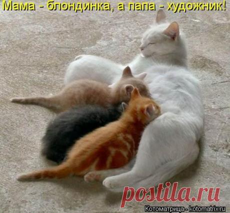 Тревожная кнопка ( котоматрица ) | Обхохочешься