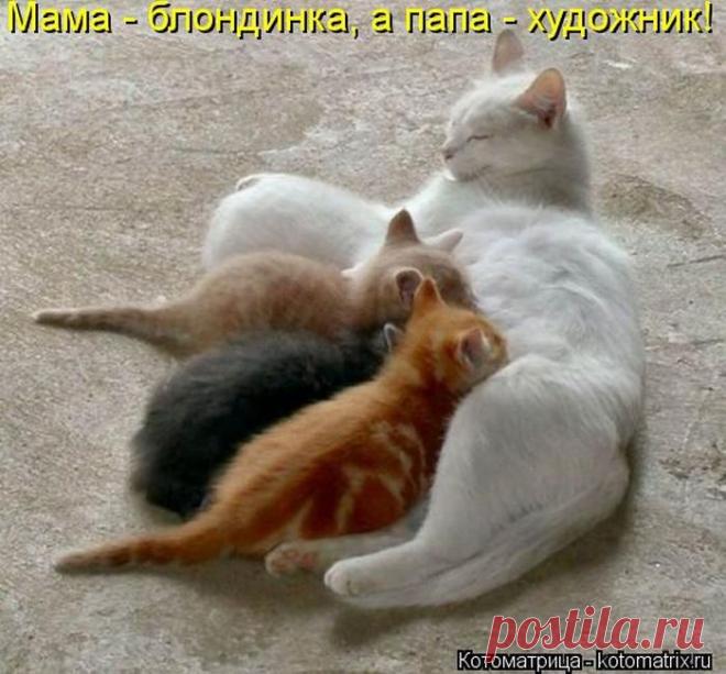 Тревожная кнопка ( котоматрица ) | Обхохочешься