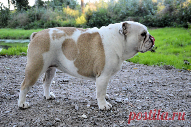 Funny Dogs  Free Stock Photo HD - Public Domain Pictures