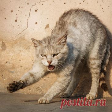 Маска - OGADANIE.RU