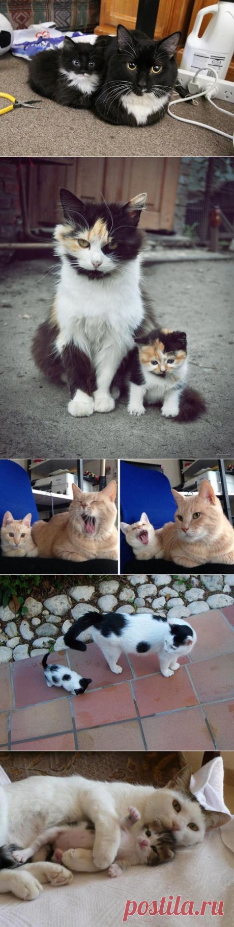 15 котов и их очаровательные мини-копии