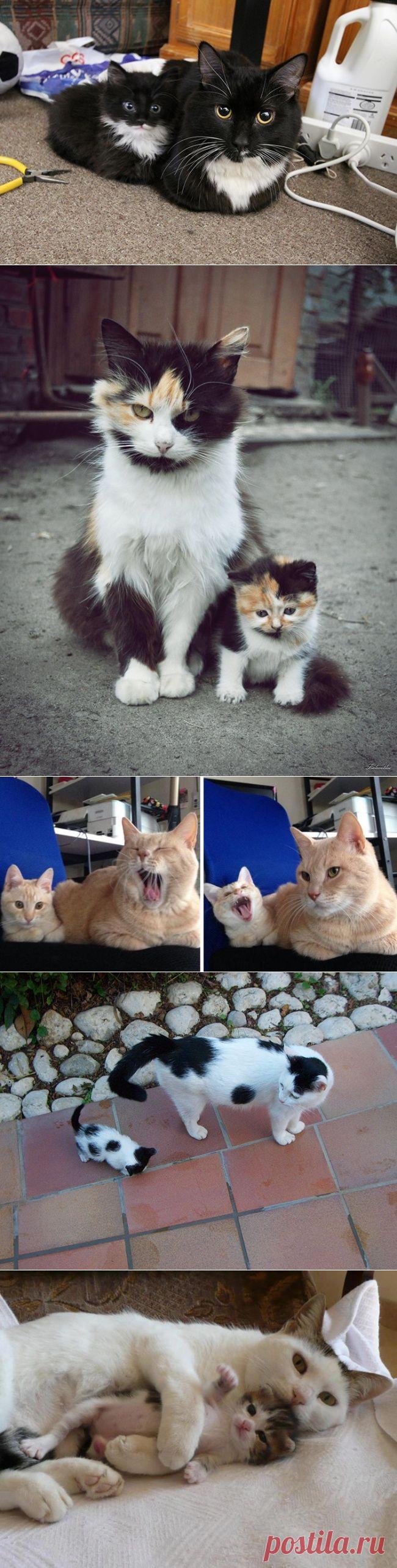 15 котов и их очаровательные мини-копии