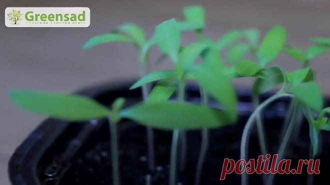 Проблемы при выращивании рассады