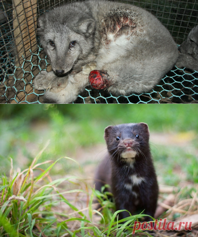 França proíbe todas as fazendas de peles e uso de animais em circos | por Animalist News | Setembro de 2020 | Médio