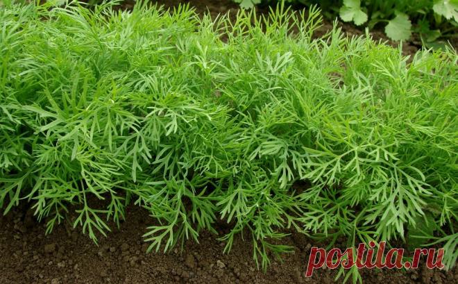 10 целебных свойств укропа