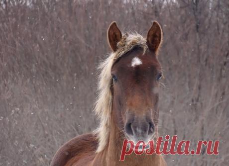 Фото: Жеребчик. Фотолюбитель VALENTINA. Фото животных. Фотосайт Расфокус.ру
