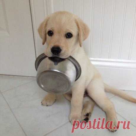 ♥ ЖИВОТНЫЕ ♥ ПРИРОДА ♥