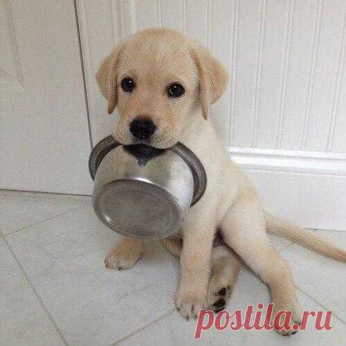 ♥ ЖИВОТНЫЕ ♥ ПРИРОДА ♥