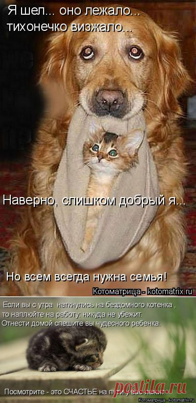 Котоматрица: Круть