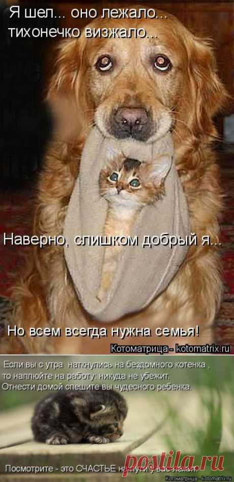 Котоматрица: Круть