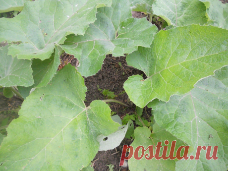 LIAUDIES IŠMINTIS PATARIA (pagal B. Martišienės knygą): PATEMPIMAI, SUMUŠIMAI, RADIKULITAS, ARTRITAS, PODAGRA, PSORIAZĖ, SPUOGAI - PADĖS VARNALĖŠOS LAPAI