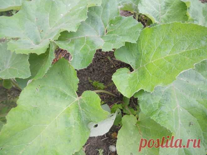 LIAUDIES IŠMINTIS PATARIA (pagal B. Martišienės knygą): PATEMPIMAI, SUMUŠIMAI, RADIKULITAS, ARTRITAS, PODAGRA, PSORIAZĖ, SPUOGAI - PADĖS VARNALĖŠOS LAPAI