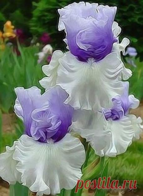 (99) Одноклассники