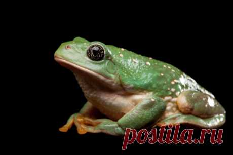 A Morph Of A Dying Poison Frog Dendrobates Tinctorius Stock Photo | Getty Images