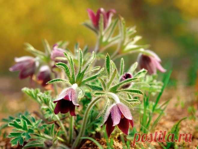 Веселый апрель улыбнулся....