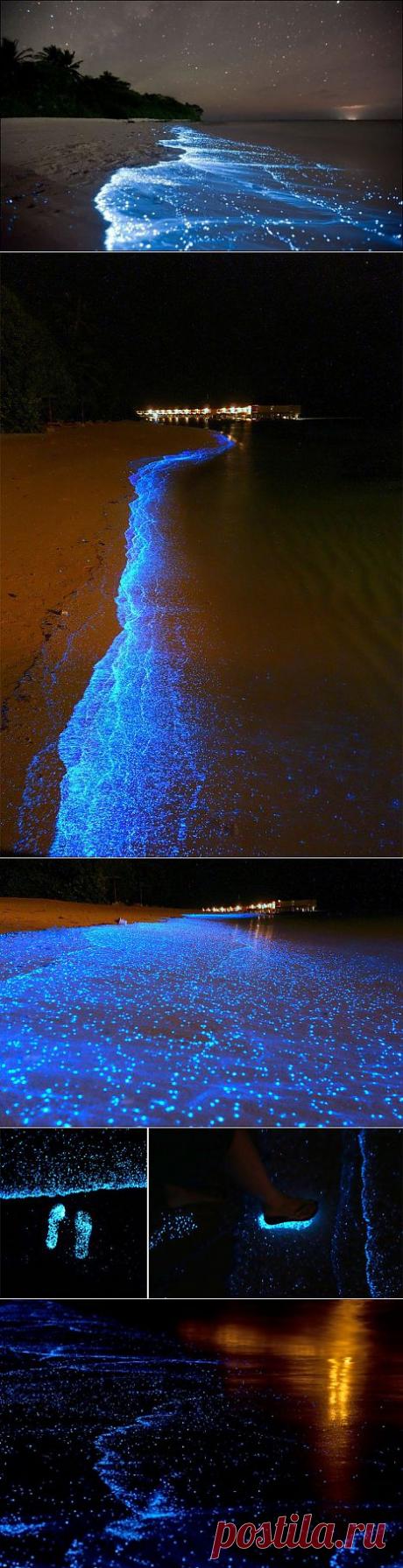 Светящийся биолюминесцентный фитопланктон на Мальдивах: фотографии Will Ho | Фотография | Фотография