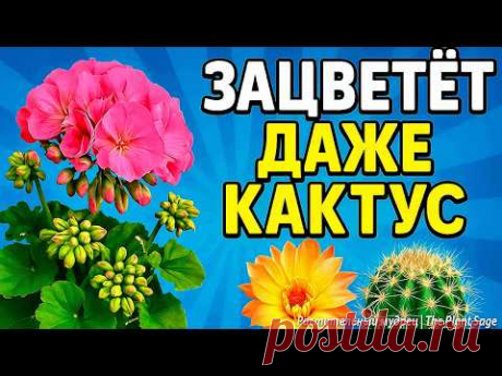 1 РАЗ ПОЛЕЙ — И ЦВЕТЕНИЕ НЕ ОСТАНОВИТСЯ МЕСЯЦАМИ 🌿 МОНОКАЛИЙФОСФАТ ПРИМЕНЕНИЕ ДЛЯ КОМНАТНЫХ РАСТЕНИЙ