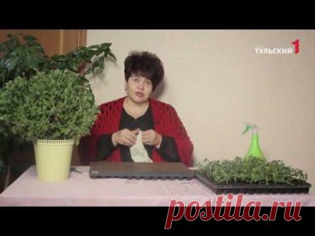 черенкование хризантемы