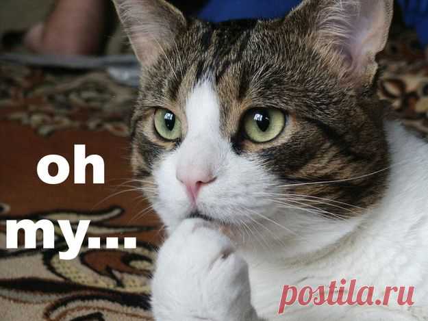 25 Animals Who Are Genuinely Interested In What You Have To Say