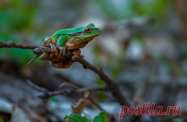 Квакша, или древесница, на фото Фёдора Лашкова – nat-geo.ru/photo/user/27510.