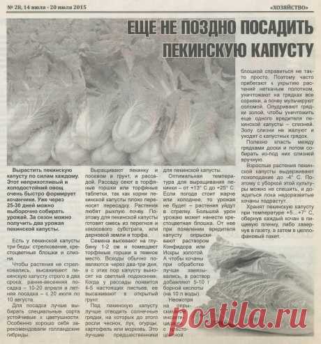 Июль - еще не поздно посадить пекинскую капусту