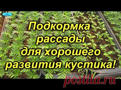 От этой подкормки рассада будет красивой! - YouTube