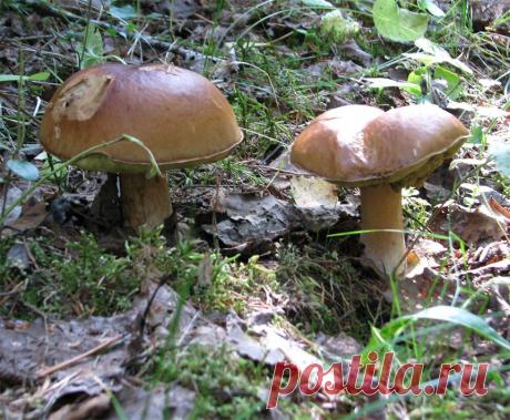 Конаковский Мох. Лето 2010