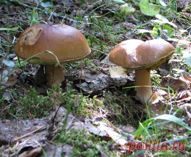 Конаковский Мох. Лето 2010