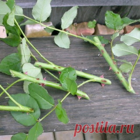 Методы размножения роз: черенкование и прививка...Кильчевание роз.