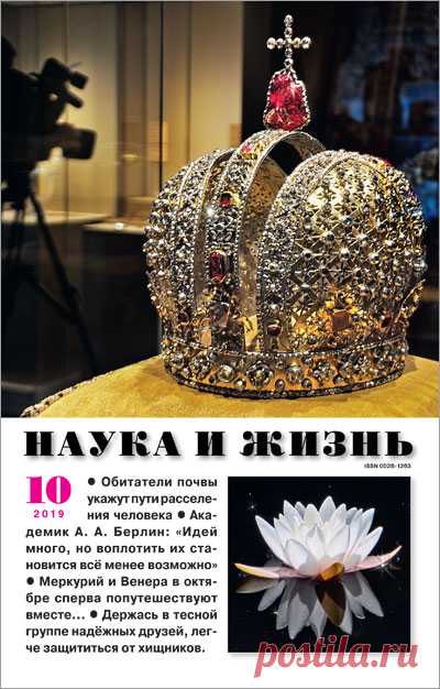 Пчелиная трава мелисса | Наука и жизнь