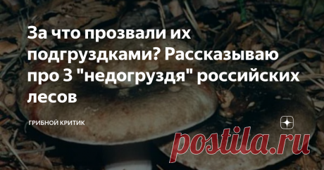 За что прозвали их подгруздками? Рассказываю про 3 "недогруздя" российских лесов Даже не могу решить с чего начать свою статью. С того, что все подгруздки - это сыроежки, хоть многие грибники и считают иначе? Или с того, что все эти подгруздки весьма похожи на грузди, но имеют яркие отличия от них? Впрочем, от десятков видов других сыроежек, которые растут в российских лесах, они тоже сильно отличаются.
Начну, пожалуй, издалека...
На Руси разные виды подгруздков были известны