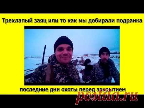 Охота на зайца Трехлапый заяц или то как я с другом добирал подранка